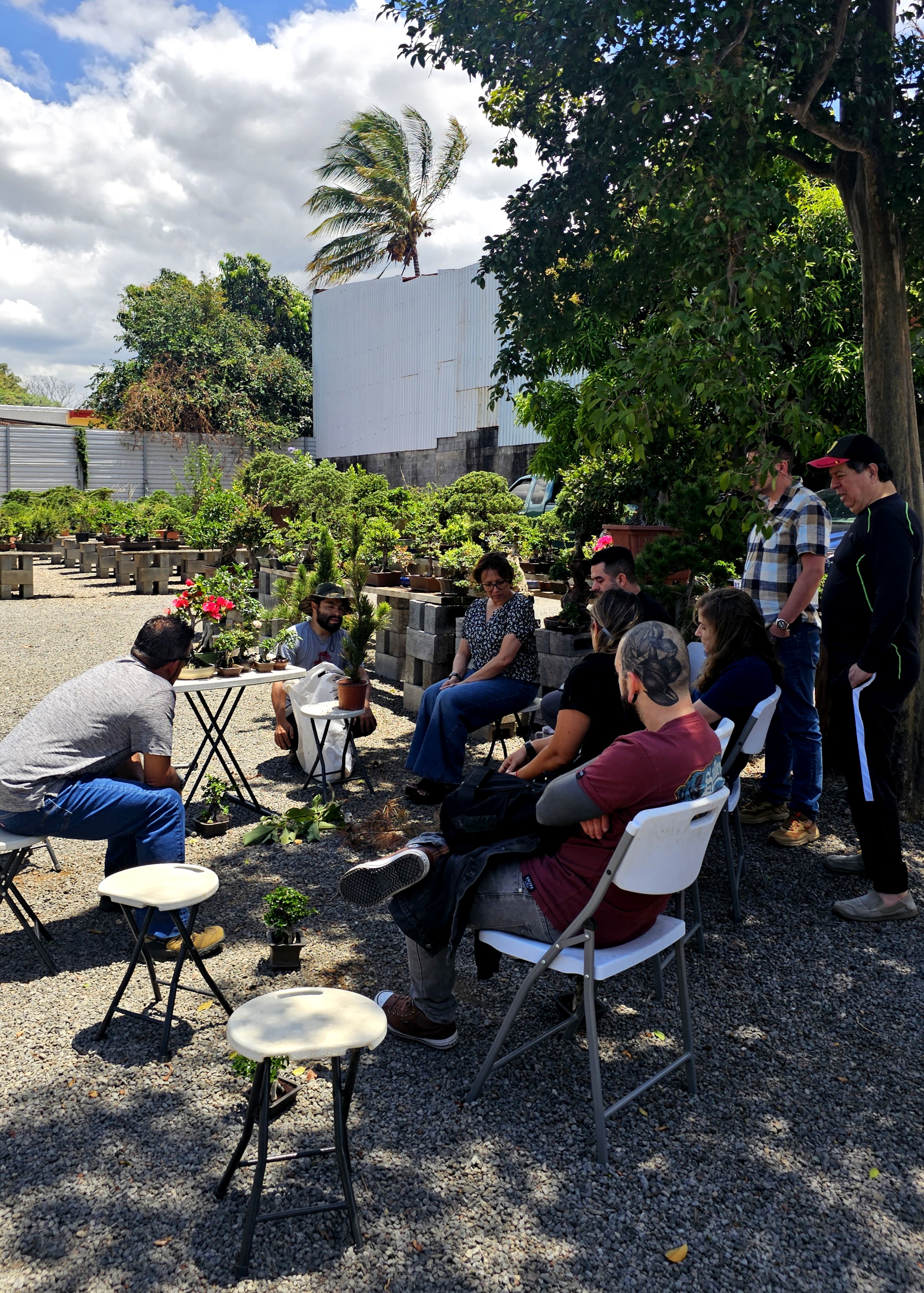 Taller de Bonsáis Costa Rica venta especializado herramientas cuidado